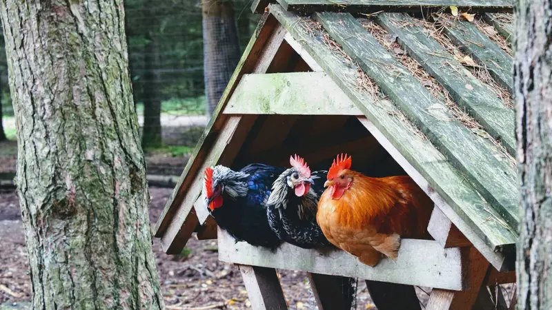 #NoBirdFlu: EFSA and European Commission announce practical resources to reduce bird flu risk