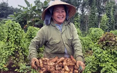 Khoai từ Cồn Tiên: Mô hình canh tác hữu cơ mang lại hiệu quả kinh tế cao