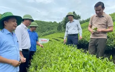 Đánh thức tiềm năng chè hữu cơ tại Nghệ An: Bước ngoặt từ công nghệ sinh học