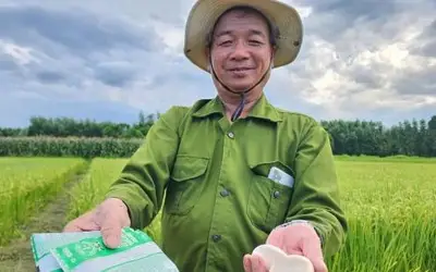 Lão nông 66 tuổi đột phá với mô hình canh tác lúa hữu cơ bằng sữa tươi và trứng gà