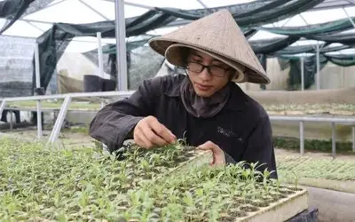 Đà Nẵng đẩy mạnh mở rộng quy mô sản xuất rau an toàn và hữu cơ