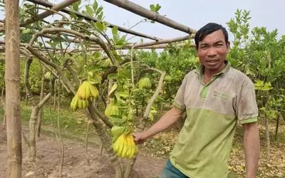 Người trồng phật thủ Đắc Sở đối mặt với nghịch cảnh vụ Tết