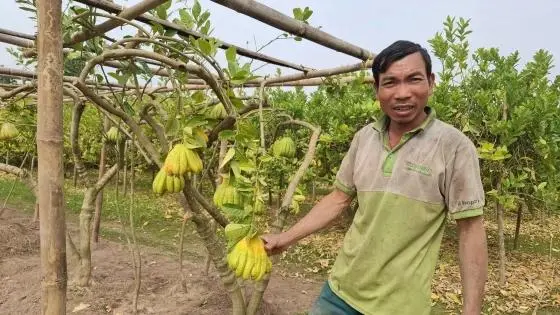 Người trồng phật thủ Đắc Sở đối mặt với nghịch cảnh vụ Tết