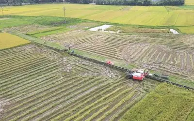 Dồn điền đổi thửa: Chìa khóa nâng tầm sản xuất lúa hữu cơ tại Hà Tĩnh