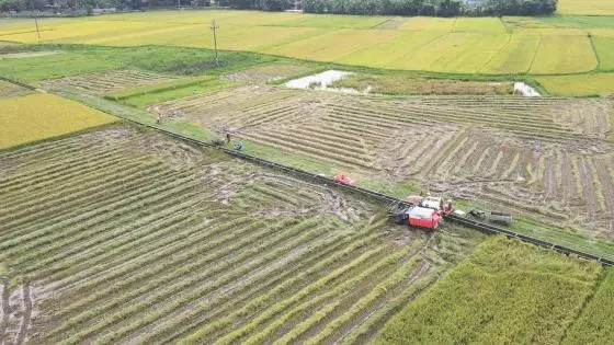 Dồn điền đổi thửa: Chìa khóa nâng tầm sản xuất lúa hữu cơ tại Hà Tĩnh
