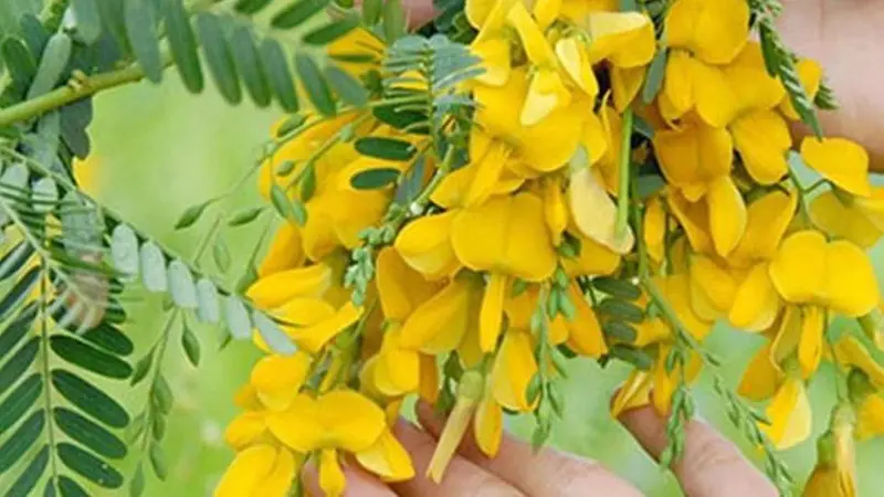 Khám phá giá trị dinh dưỡng và lợi ích sức khỏe từ bông điên điển