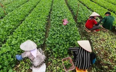 Việt Nam xây dựng tiêu chuẩn mới cho rau an toàn: Hướng tới sự đơn giản và thực tiễn