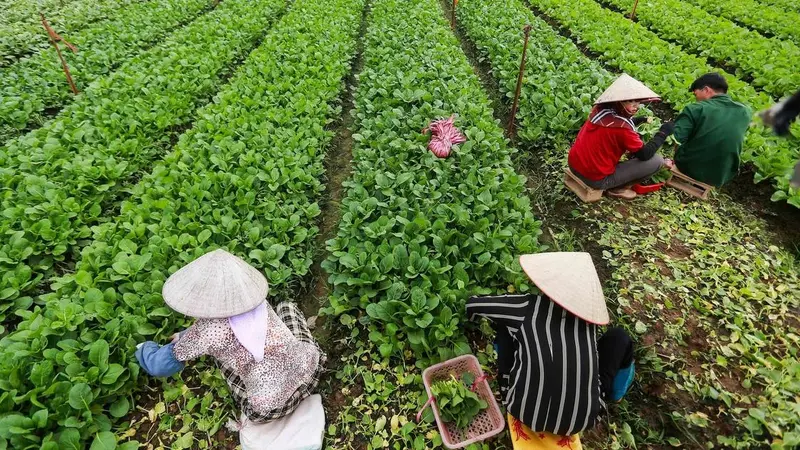 Việt Nam xây dựng tiêu chuẩn mới cho rau an toàn: Hướng tới sự đơn giản và thực tiễn
