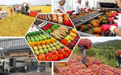Phê duyệt Đề án thúc đẩy sản xuất và kinh doanh nông sản, thực phẩm an toàn giai đoạn 2026 - 2030