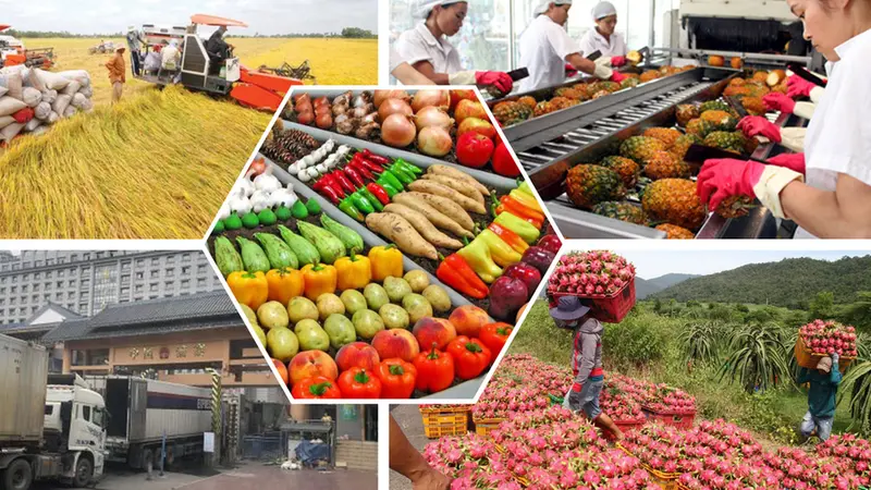 Phê duyệt Đề án thúc đẩy sản xuất và kinh doanh nông sản, thực phẩm an toàn giai đoạn 2026 - 2030