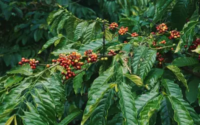 Sự trưởng thành của thị trường cà phê Việt Nam: Từ thức uống đến trải nghiệm tiêu dùng hiện đại