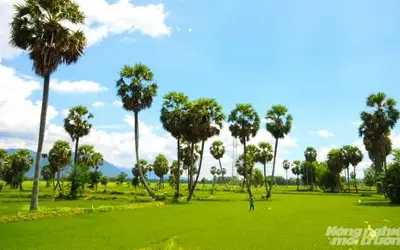 Phát triển vùng sản xuất thốt nốt hữu cơ quy mô lớn tại Bảy Núi, An Giang
