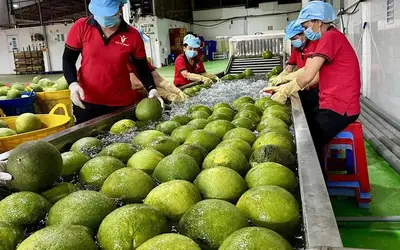 EU siết chặt quản lý an toàn thực phẩm: Thách thức và lộ trình thích ứng cho nông sản Việt Nam